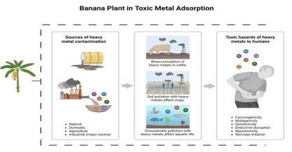 Adsorption of Toxic Metal Pollutants from Aquatic Environment by Banana Plant:  A Review