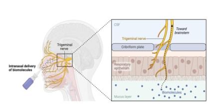 Recent Advancement in Drug Development for Intranasal Drug Delivery System
