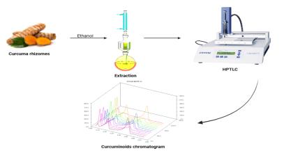 Development of HPTLC Fingerprint of Curcuma longa Collected from Different Geographical Locations of Chhattisgarh for Quantification of Curcumin