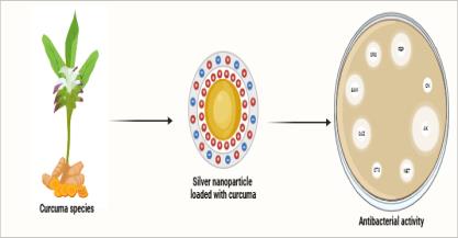 Evaluation of Antibacterial Activity of Silver Nanoparticle Loaded Curcuma Extract Collected from Sarguja District of Chhattisgarh