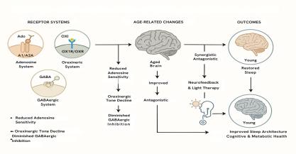 Receptor-Level Modulation of Sleep Architecture: The Role of Adenosine, Orexin, and GABAergic Systems in Aging Brains